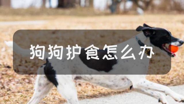 狗狗护食该怎么办