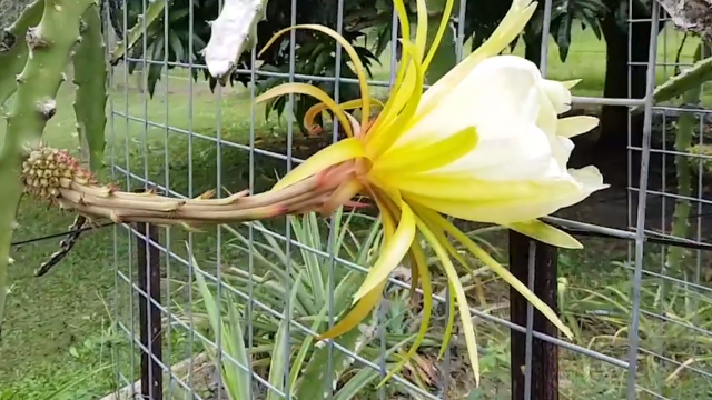 01:06   简单种植黄皮果盆栽   妙招好生活   01:51   如何区分霸王花