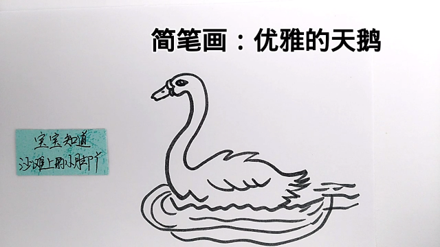 白天鹅简笔画该怎么画