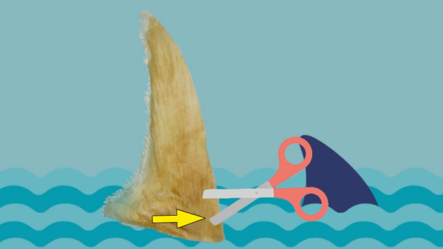 鱼翅鸡汤的做法是什么