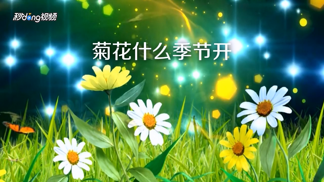 菊花什么季节开