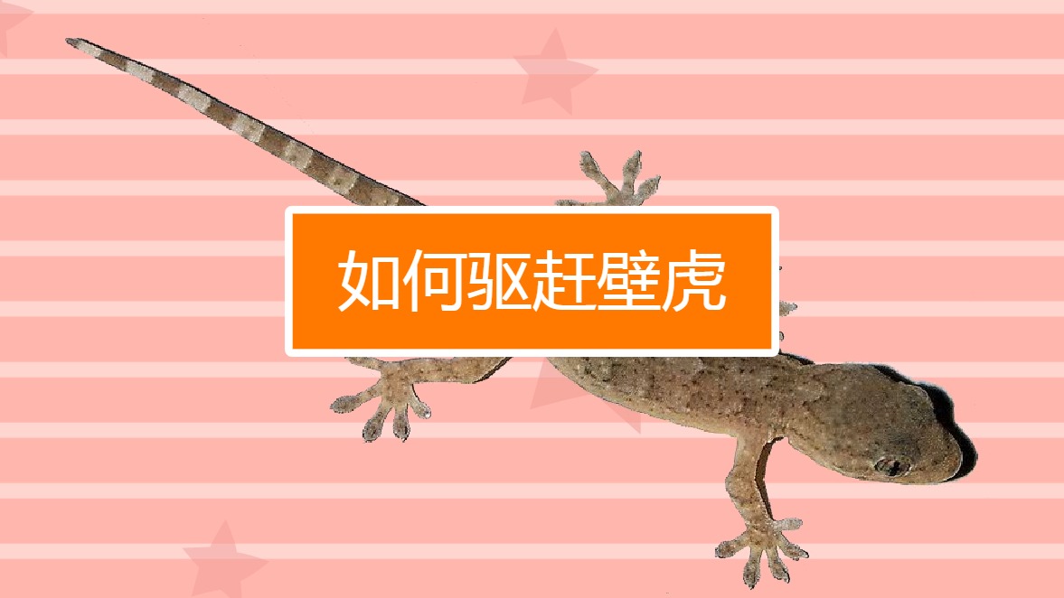 如何驱赶壁虎