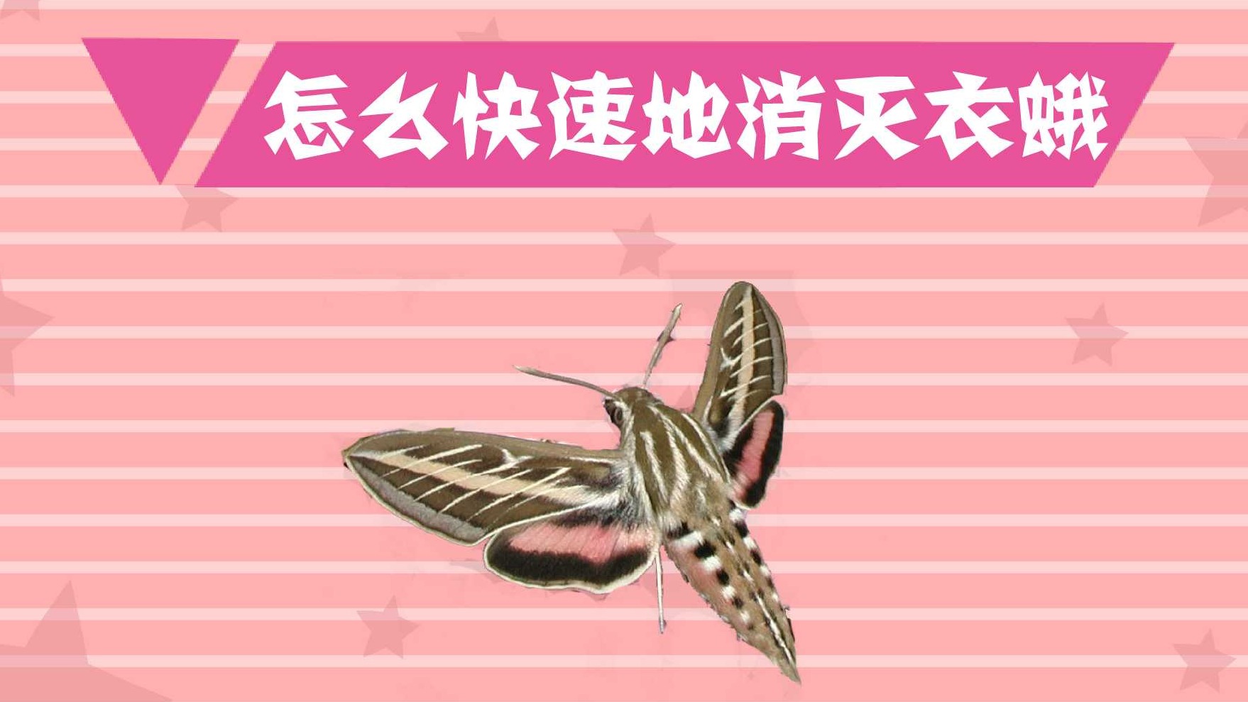 怎么快速地消灭衣蛾