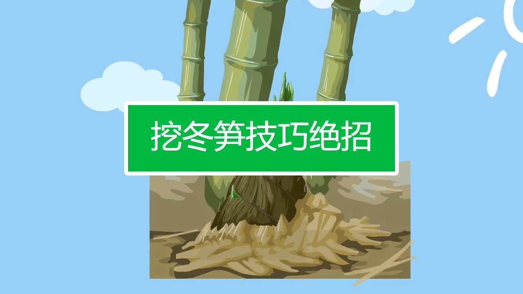 挖冬笋技巧绝招有哪些