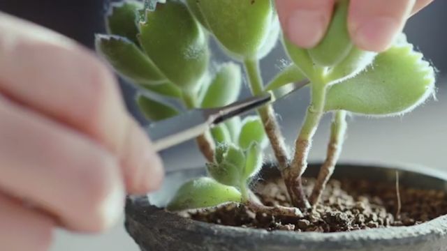 盆栽植物长虫怎么办 百度经验