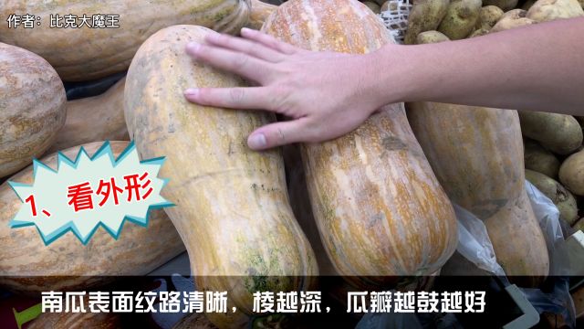 南瓜栽培技术要点 百度经验 南瓜栽培技术要点 百度经验