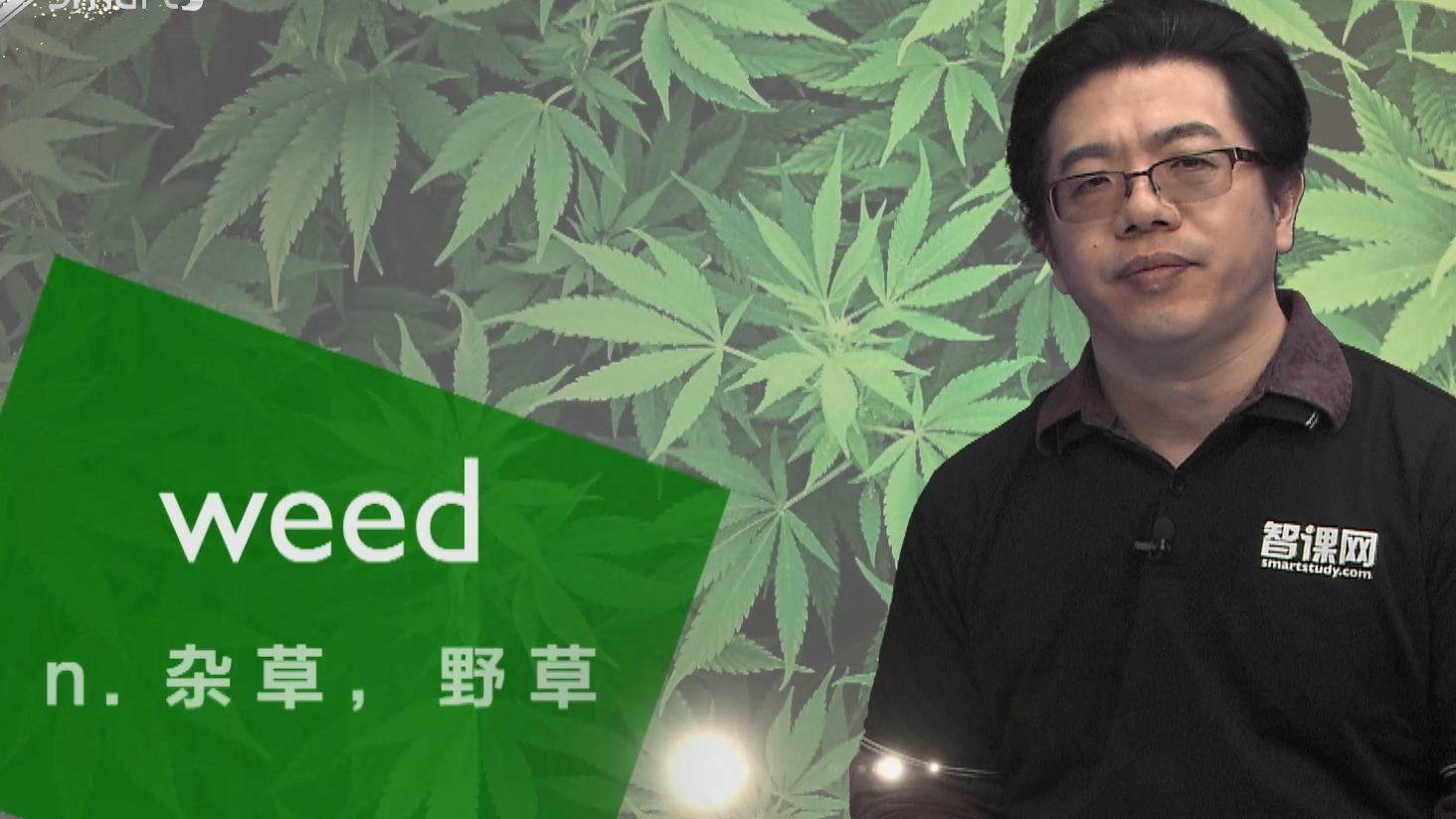 weed是什么意思?