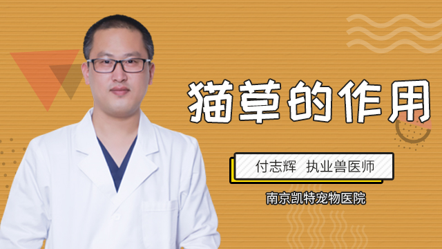 猫草的作用是什么
