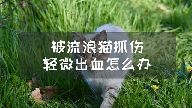 猫身上的寄生虫详解及应对方法揭秘 百度经验 猫身上的寄生虫详解及应对方法揭秘 百度经验