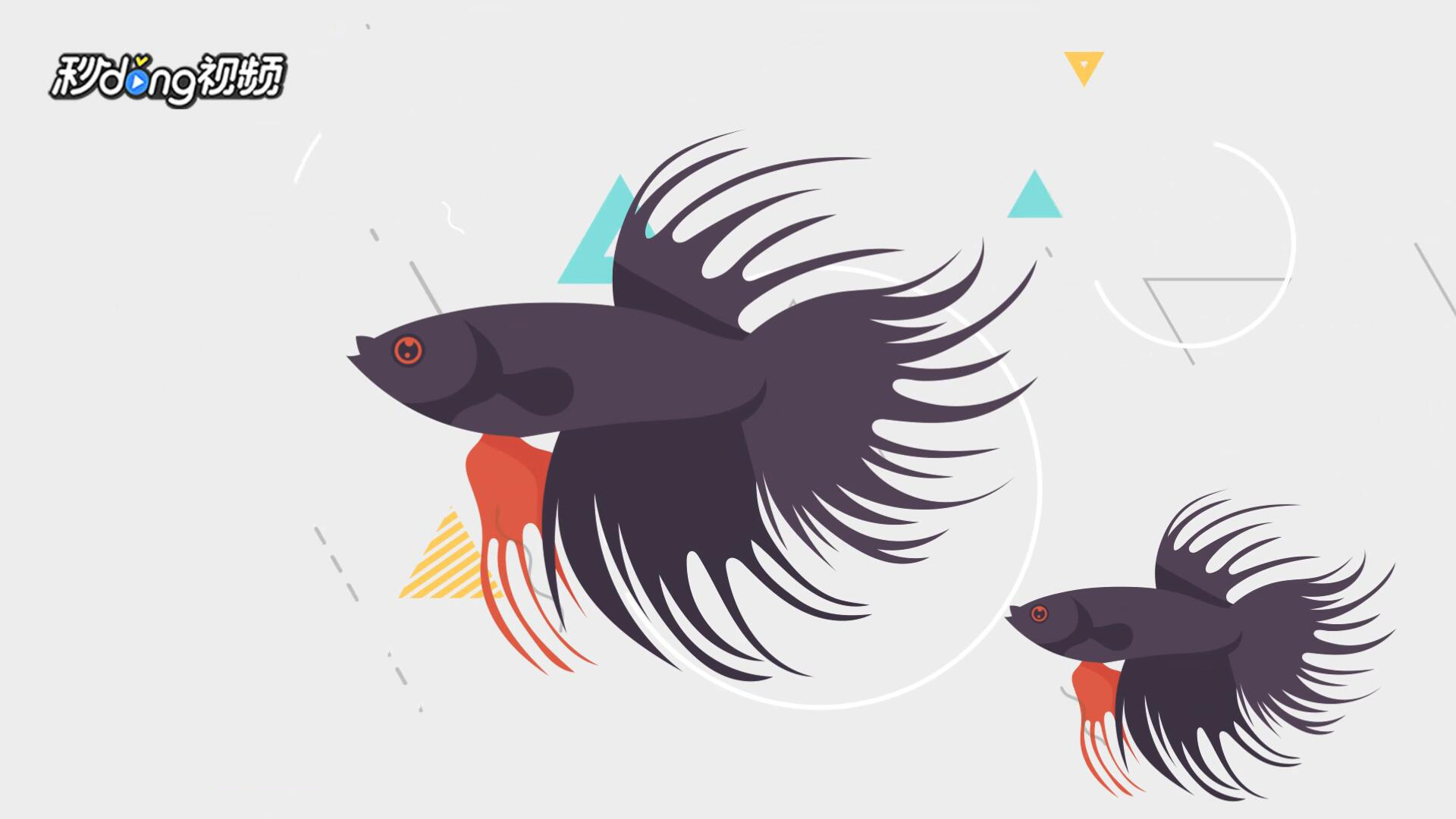 泰国斗鱼怎么养