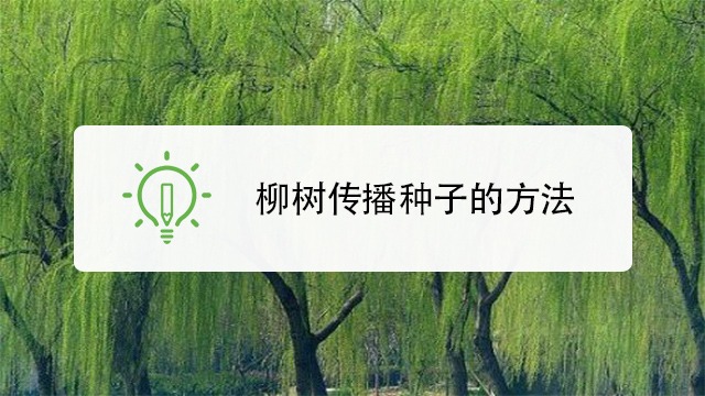 柳树如何传播种子
