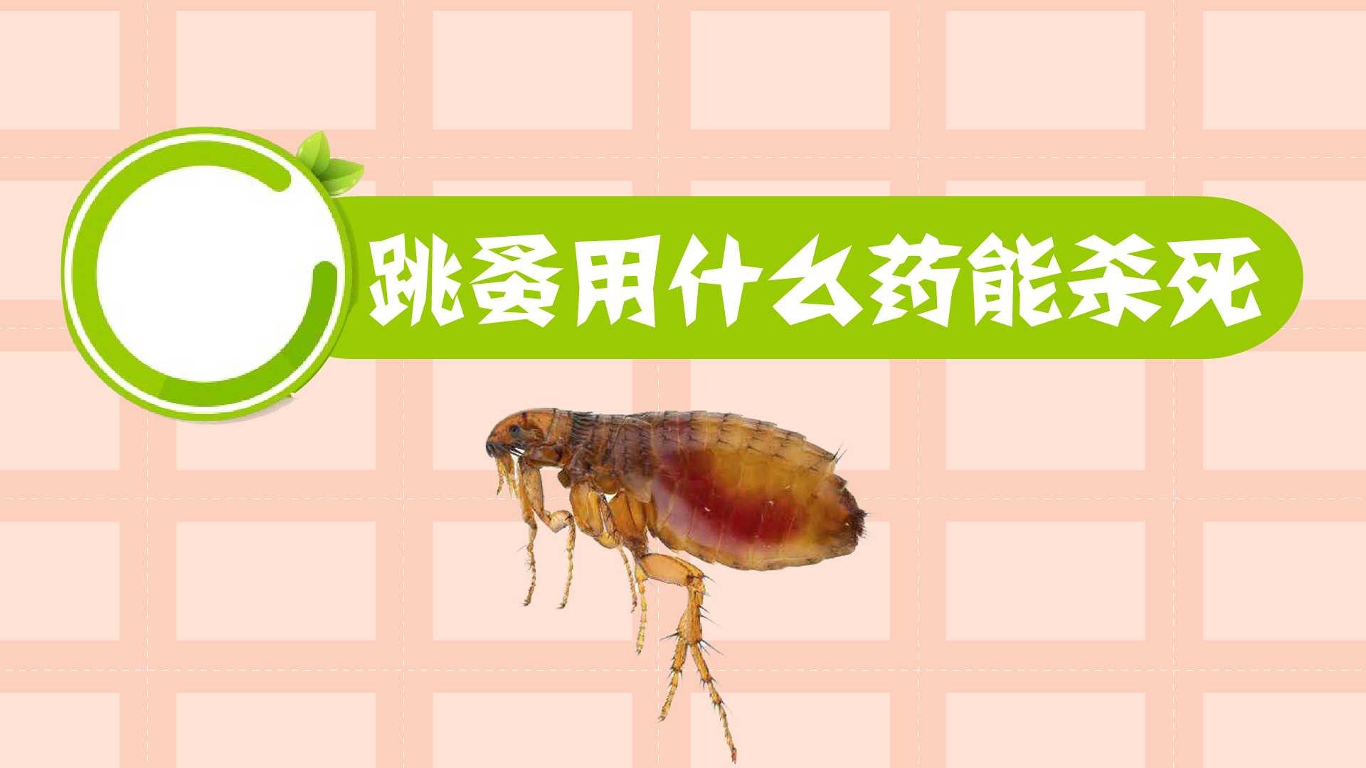跳蚤用什么药能杀死?