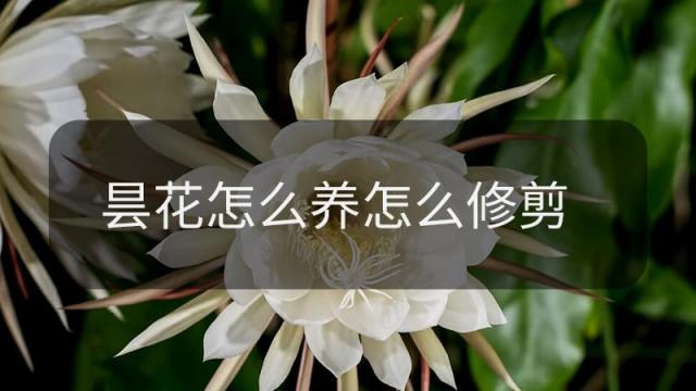 昙花的养殖方法之五大要点 百度经验 昙花的养殖方法之五大要点 百度经验