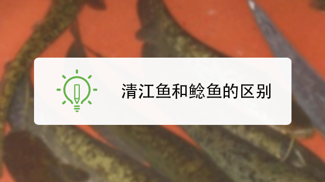 清江鱼和鲶鱼如何区别