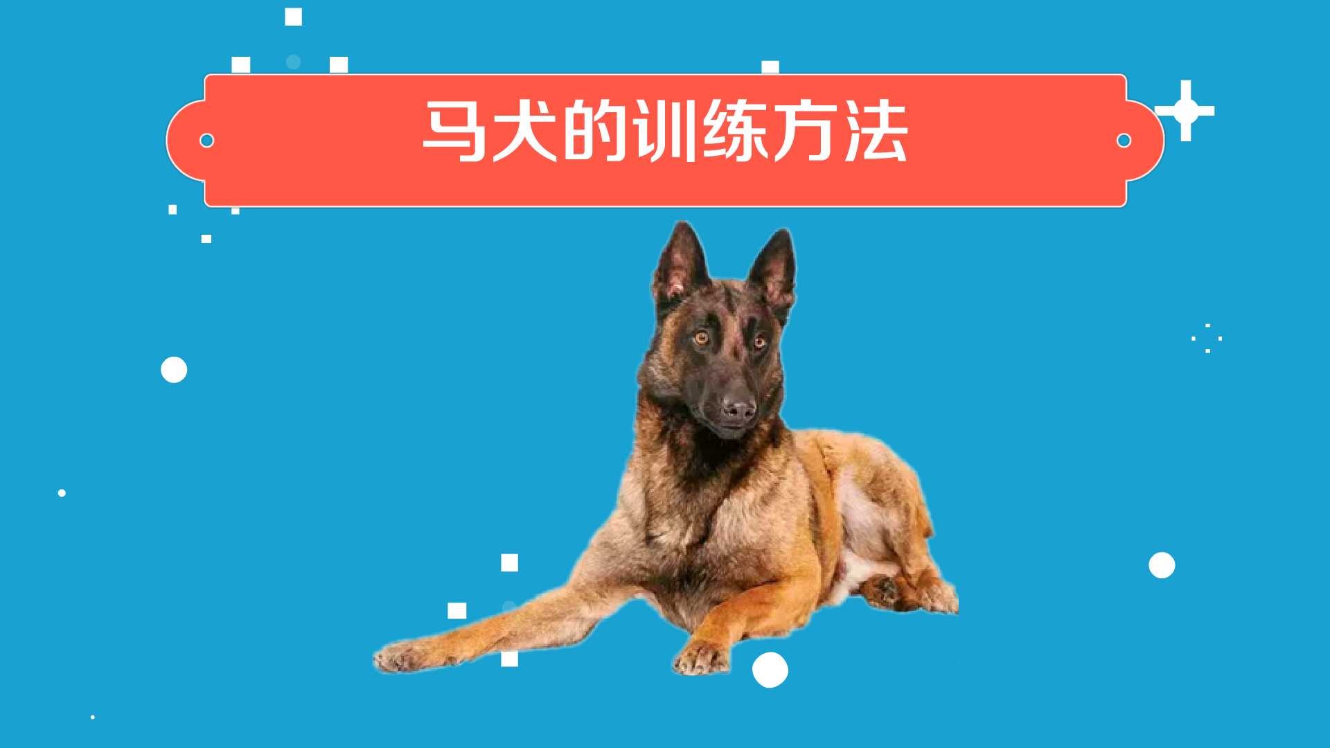 马犬如何训练