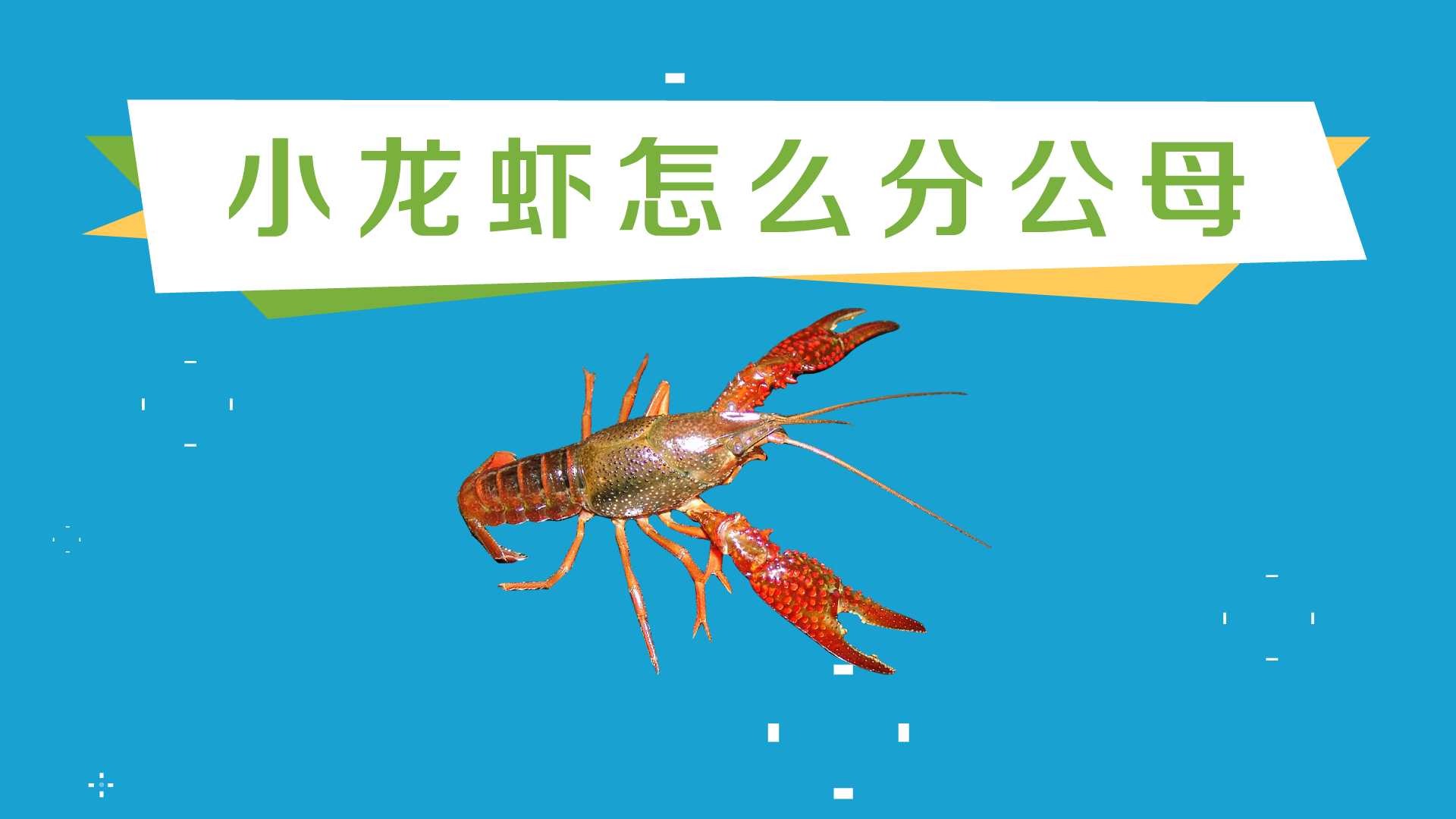 小龙虾怎么分公母