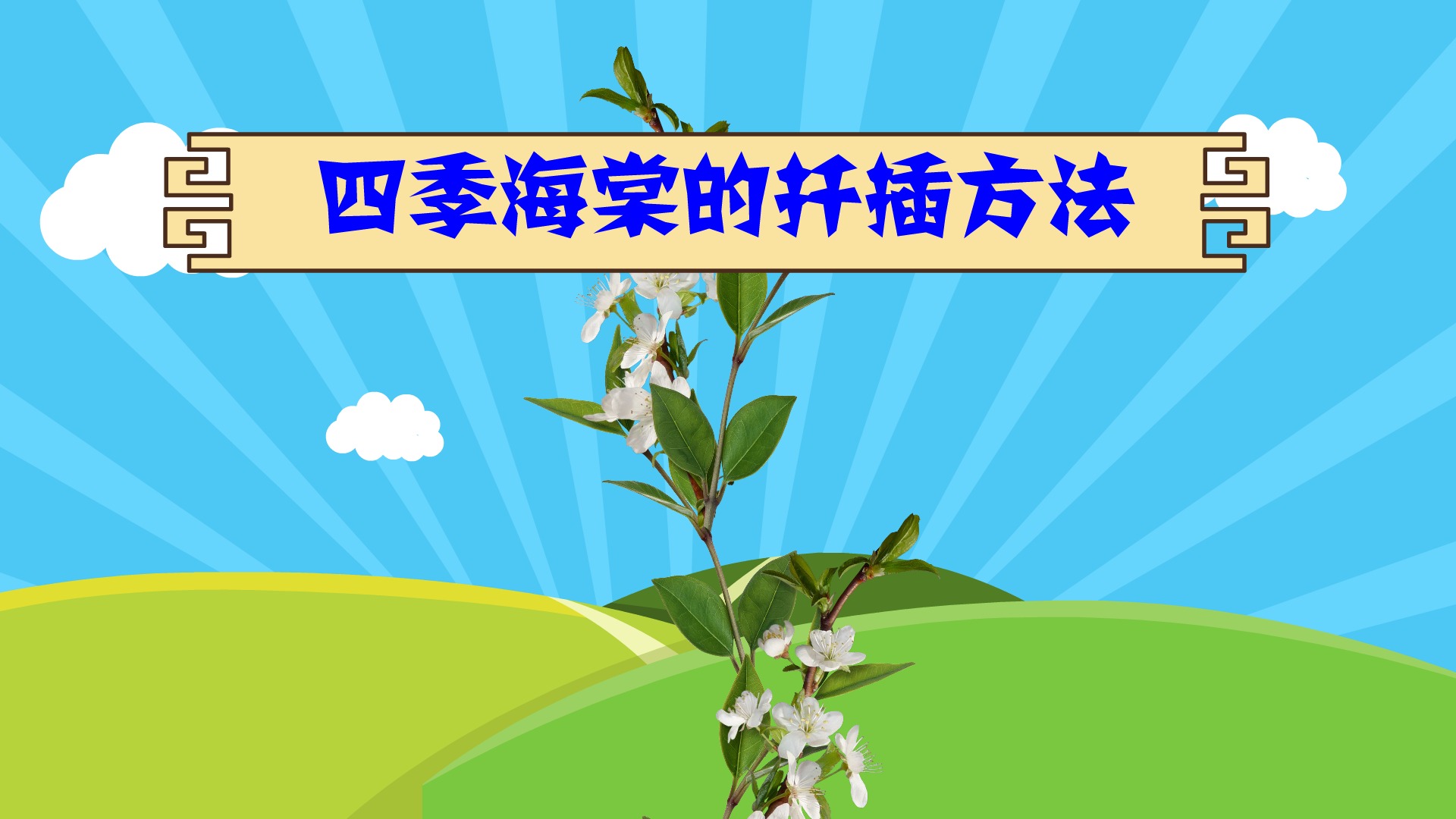 四季海棠养殖方法图片