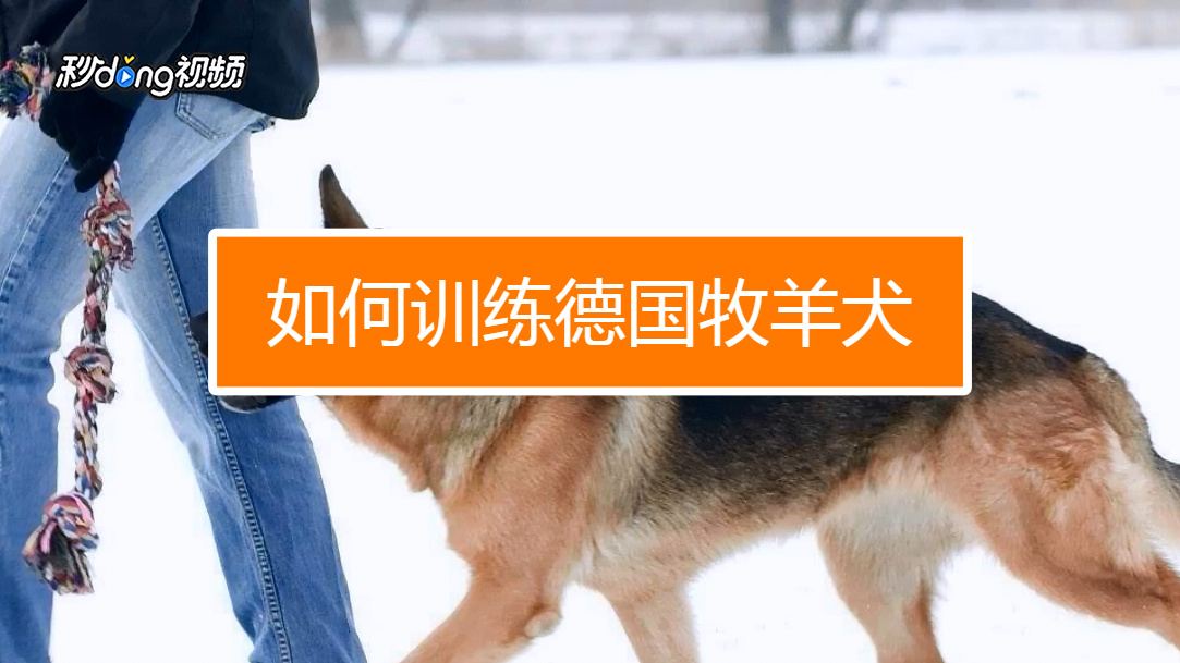 德国牧羊犬训练口令图片