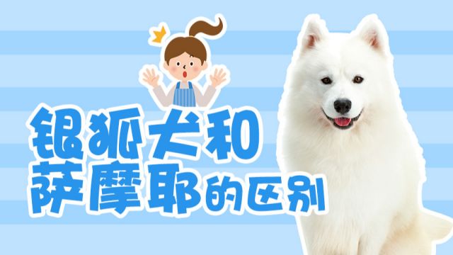 银狐犬和萨摩耶的区别怎样区分呢 百度经验