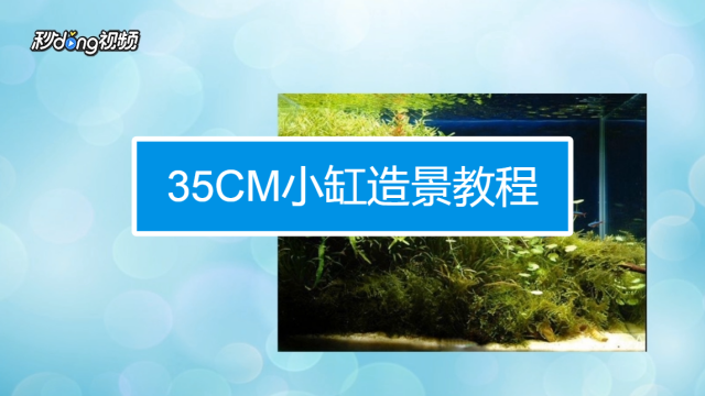 鱼缸怎么种植水草 鱼缸里的真水草 鱼缸水草真水草 鱼缸内的石头水草 鱼缸怎么种植水草 鱼缸里的真水草 鱼缸水草真水草 鱼缸内的石头水草