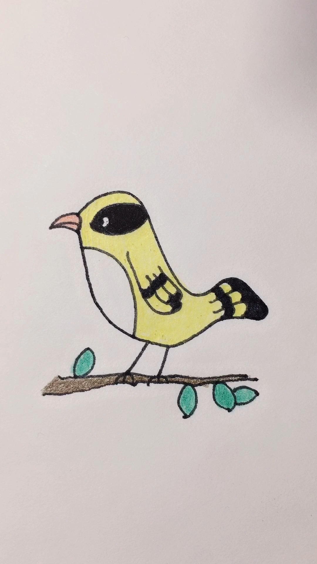 鸟类动物简笔画 彩色图片