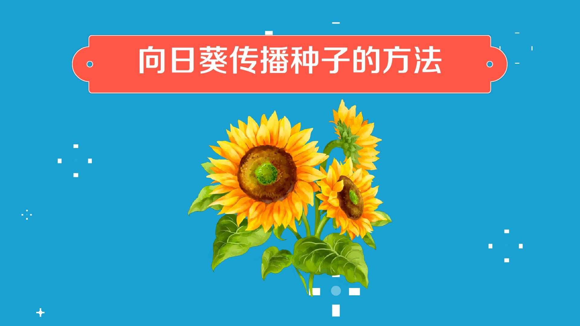 向日葵如何传播种子