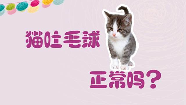 猫咪能吃多肉植物吗 百度经验
