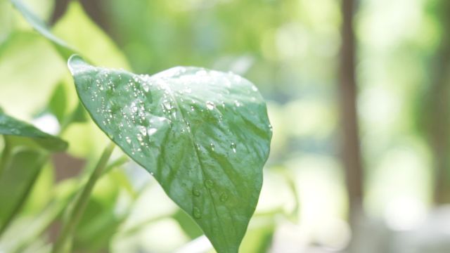 17种适合室内养殖的花增强睡眠净化空气杀菌 百度经验