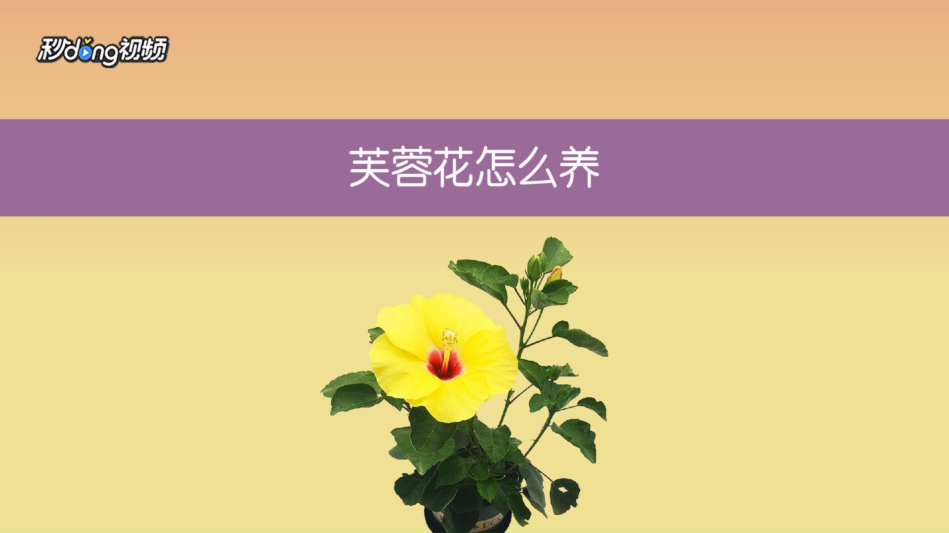 芙蓉花怎么养殖方法(芙蓉花怎么养殖方法和技巧)