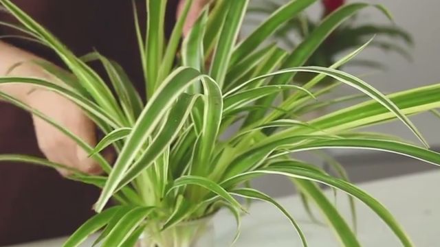 教你认全吊兰的种类 1 百度经验