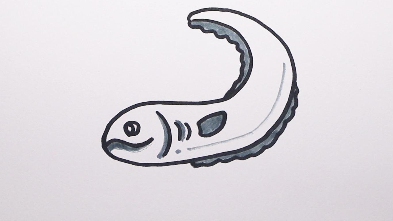 鳗鱼简笔画简图图片