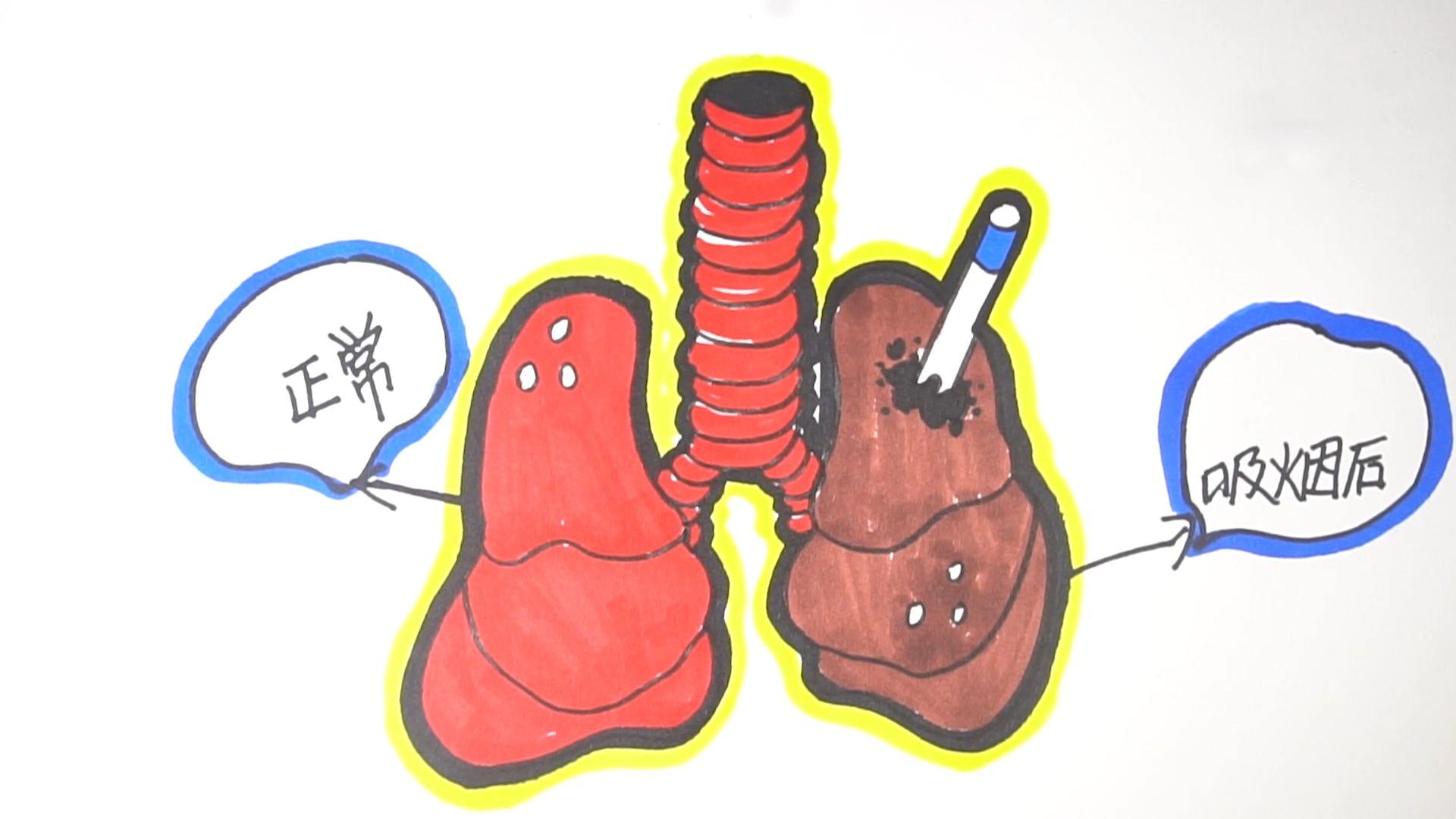 肺的简笔画怎么画