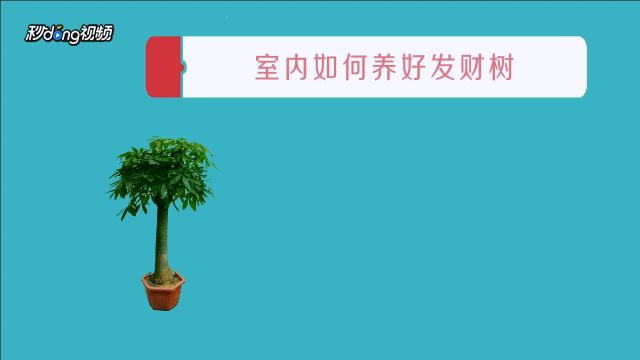 盆栽发财树的养殖方法 百度经验