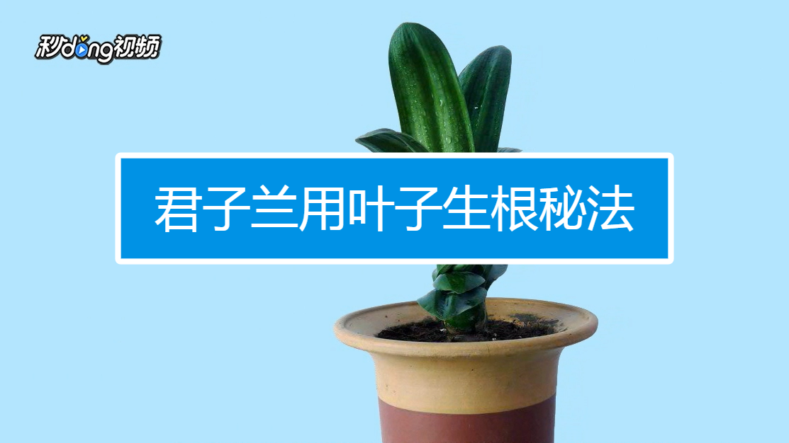 君子兰用叶子生根秘法