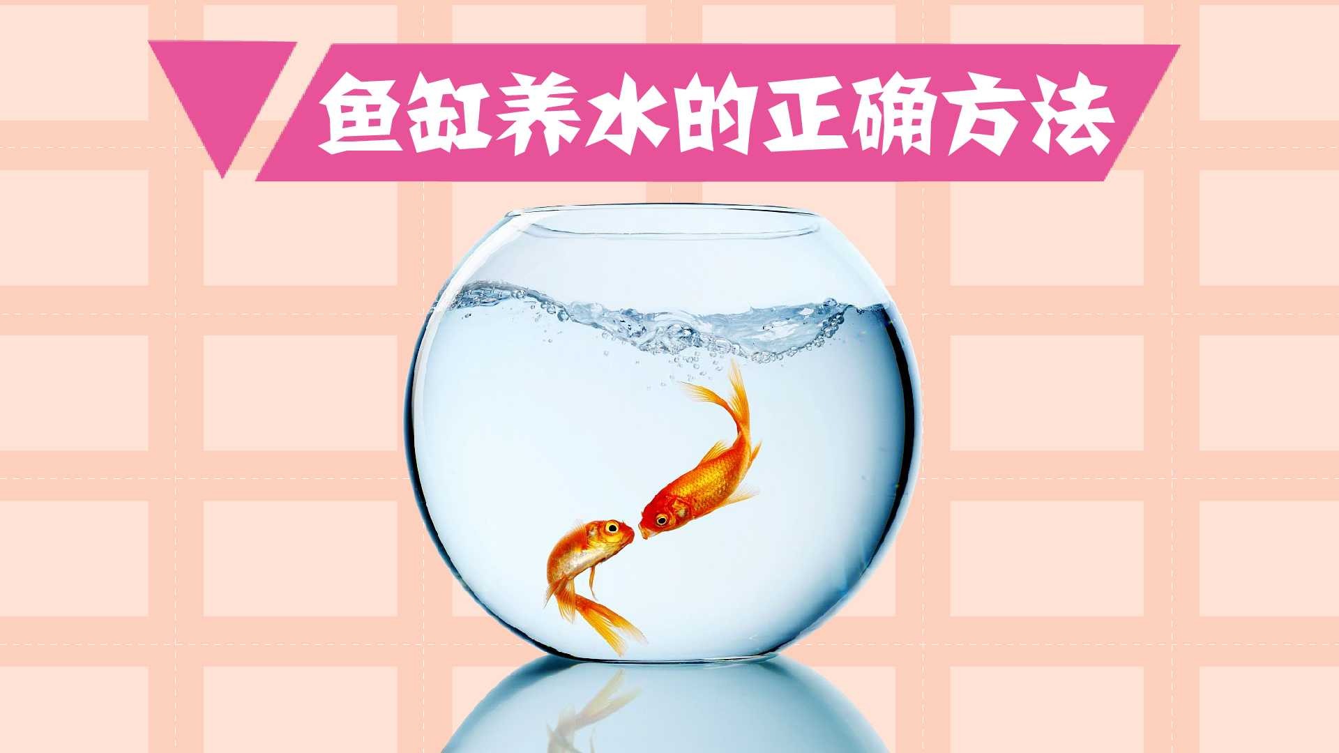 如何正确的鱼缸养水
