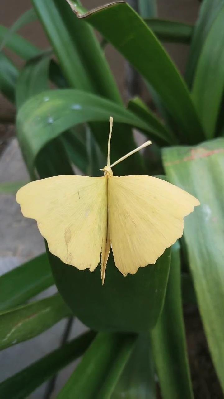 怎样银杏叶做蝴蝶