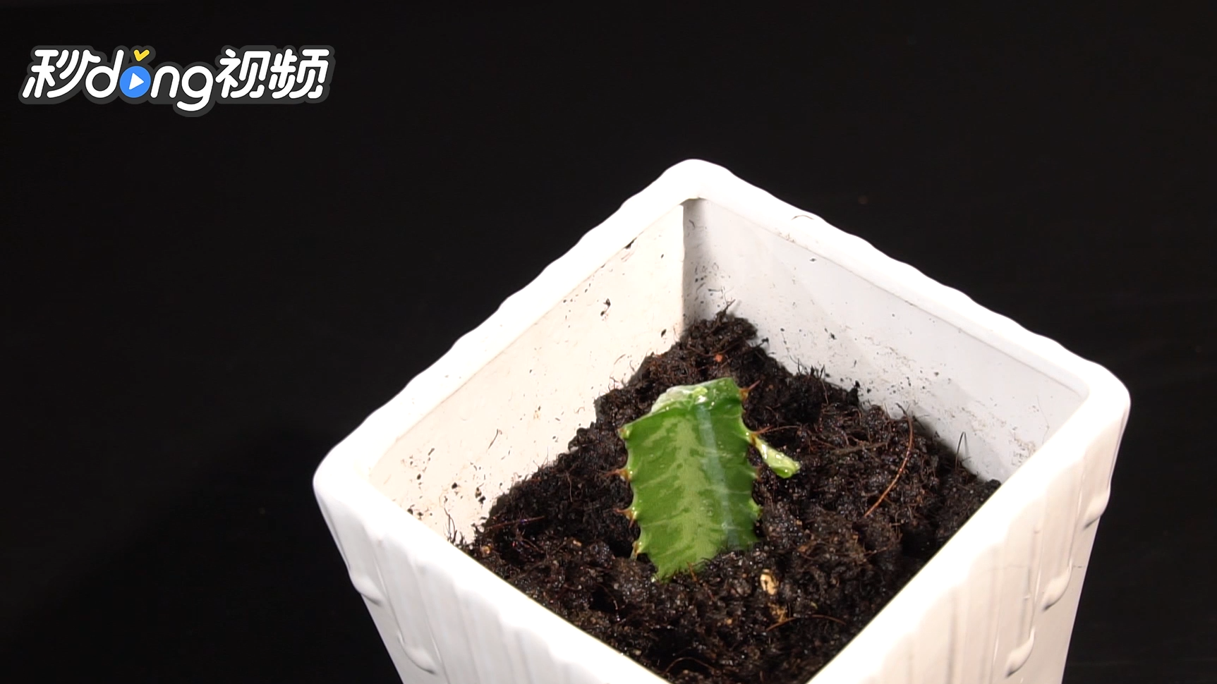 令箭荷花的养殖方法