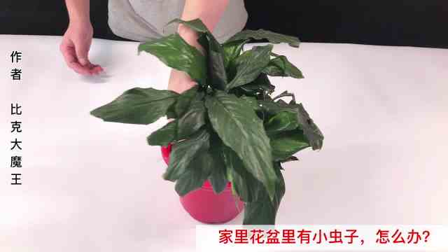 室内养花总有小飞虫怎么办 百度经验 室内养花总有小飞虫怎么办 百度经验
