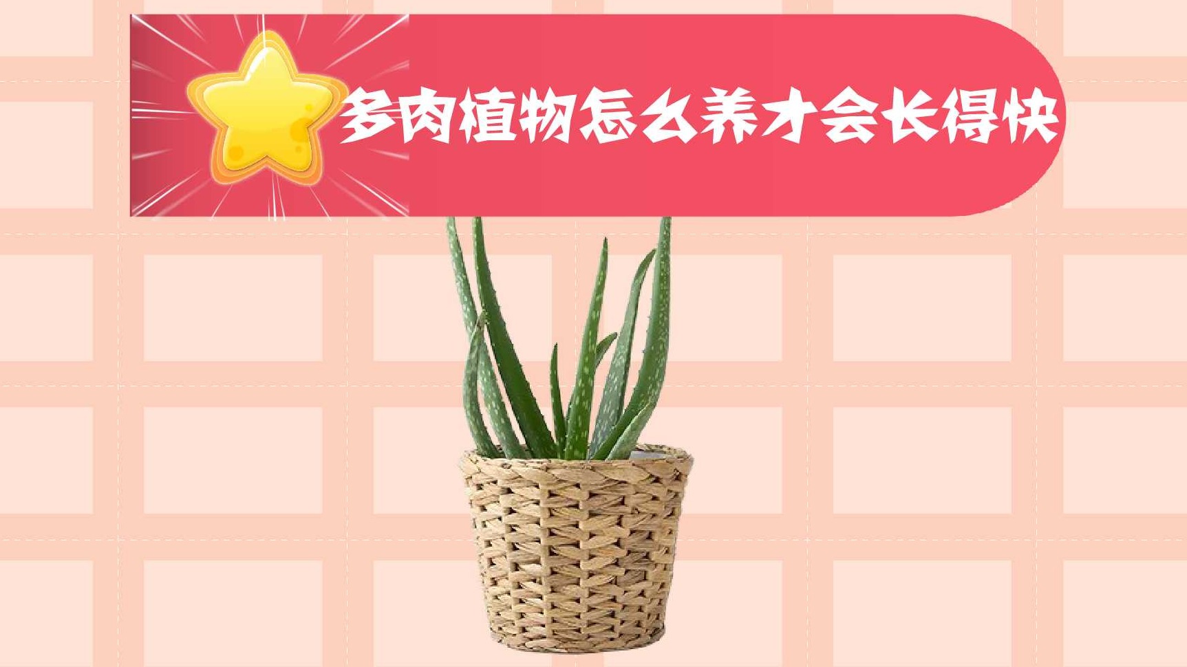 多肉植物怎么养才会长得快