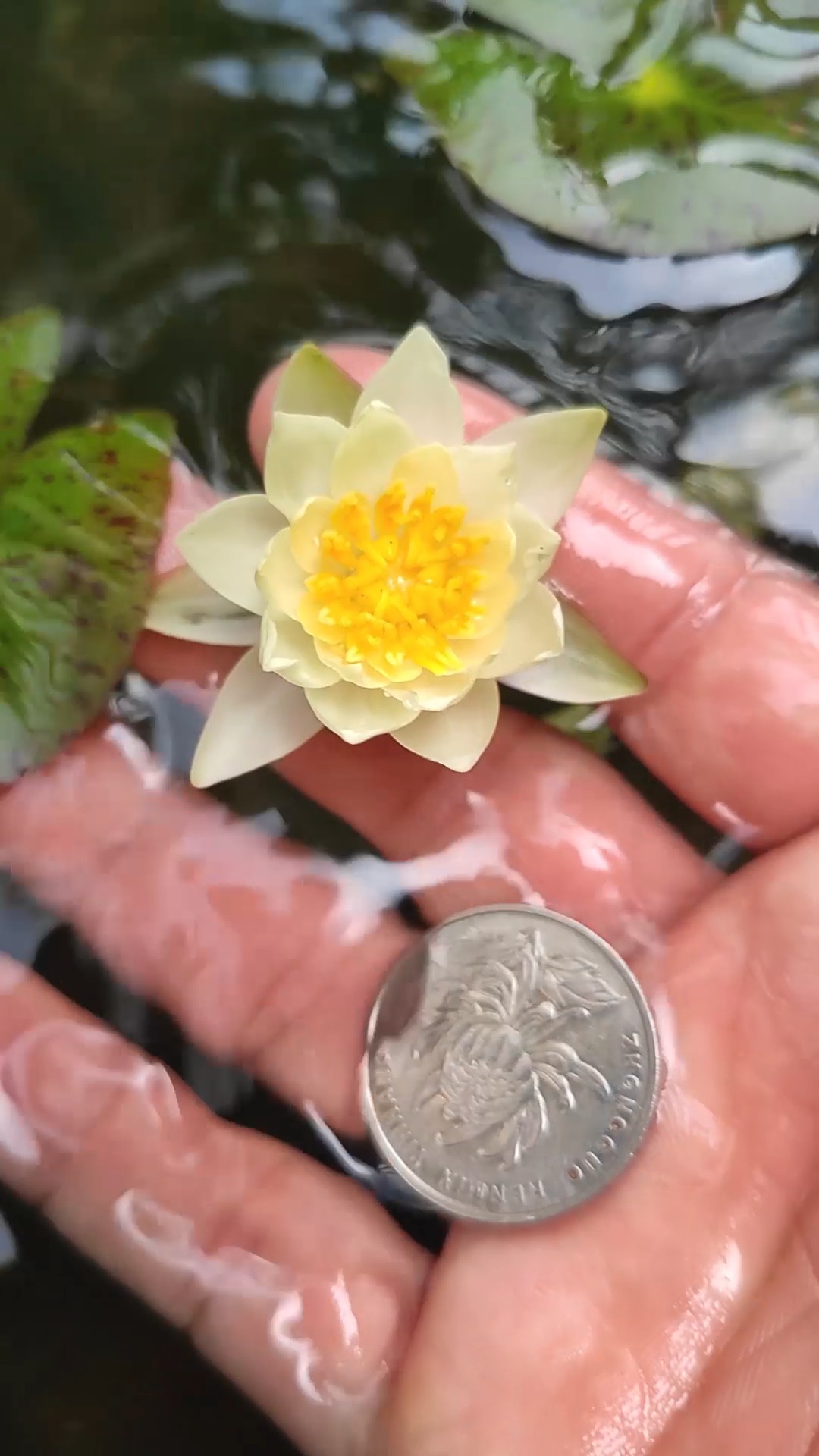 世界上最小的睡莲海尔芙拉开花是什么样子的?