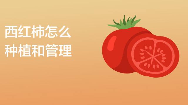 南瓜栽培技术要点 百度经验