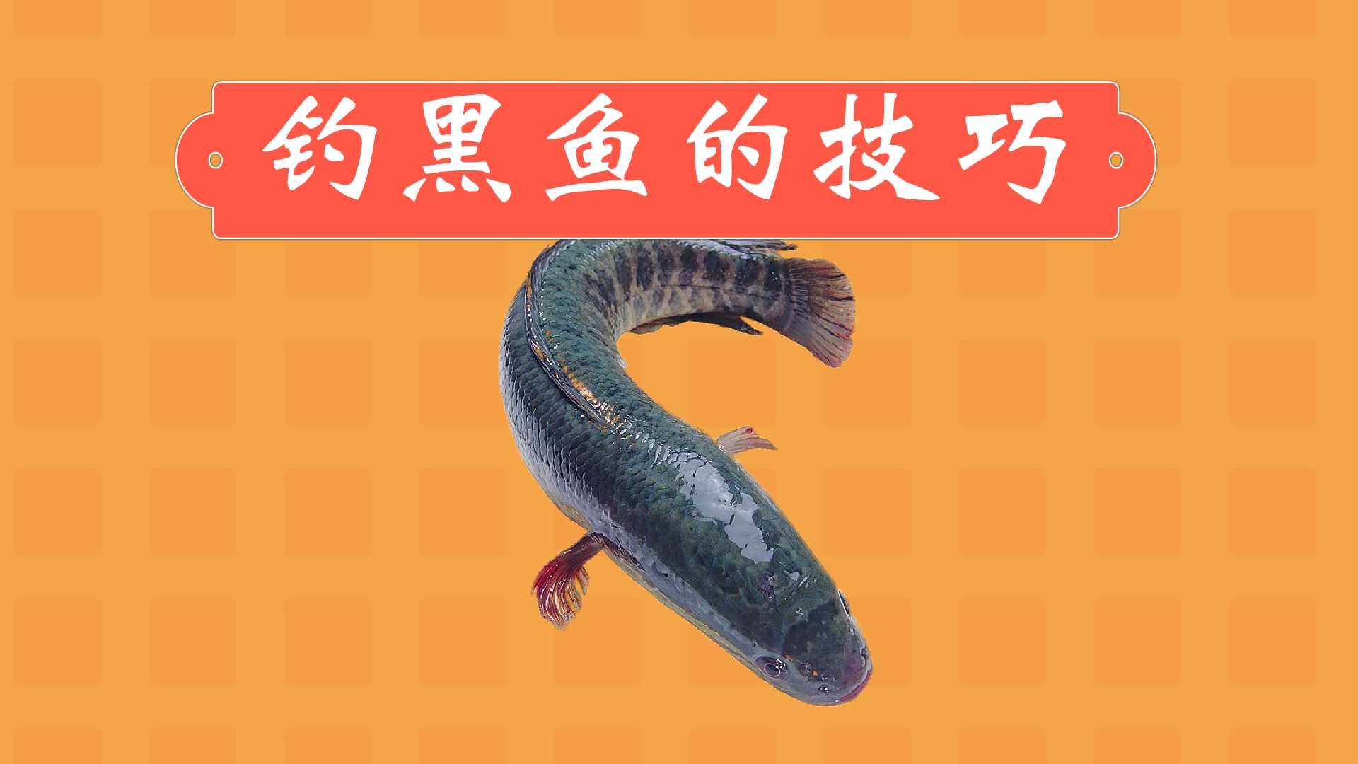 钓黑鱼有哪些技巧