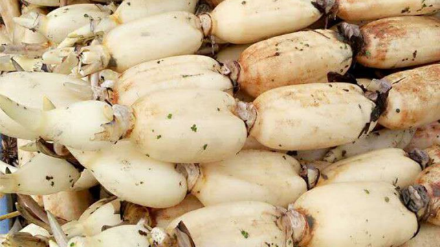 素炒白玉瓜怎么做