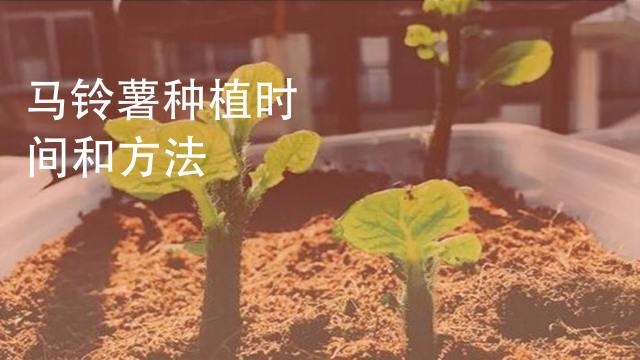 南瓜栽培技术要点 百度经验 南瓜栽培技术要点 百度经验