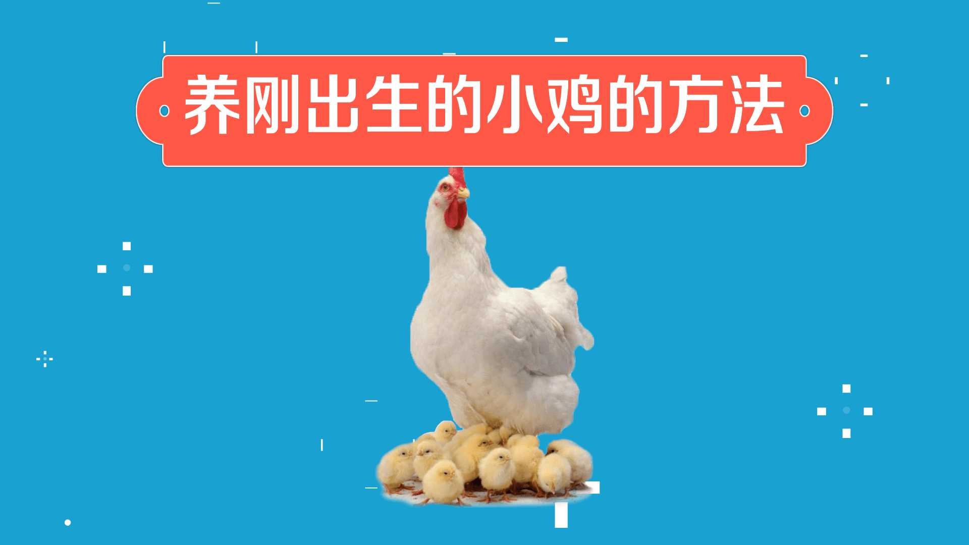 怎么养刚出生的小鸡