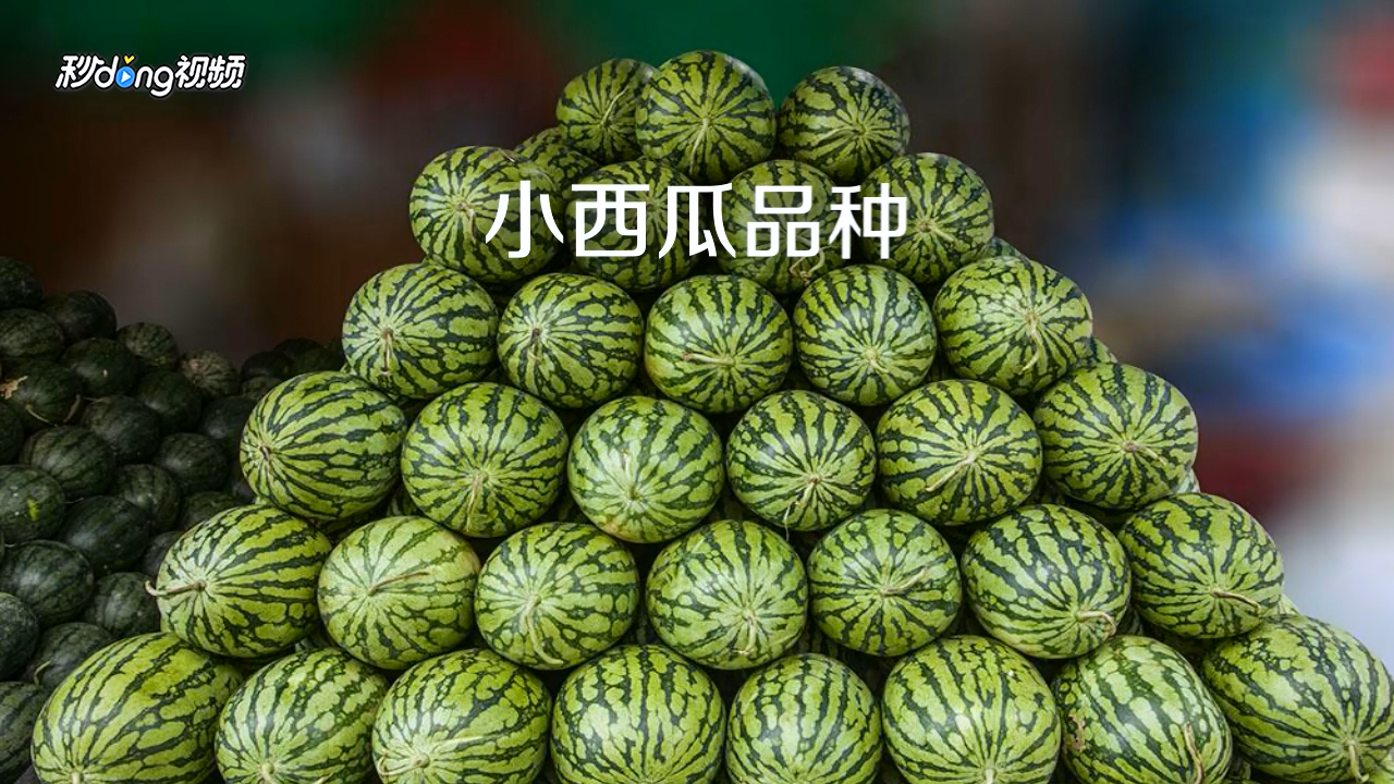 小西瓜的品种
