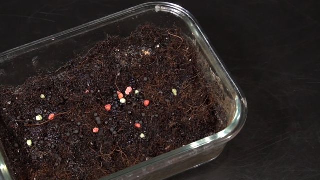 南瓜栽培技术要点 百度经验 南瓜栽培技术要点 百度经验