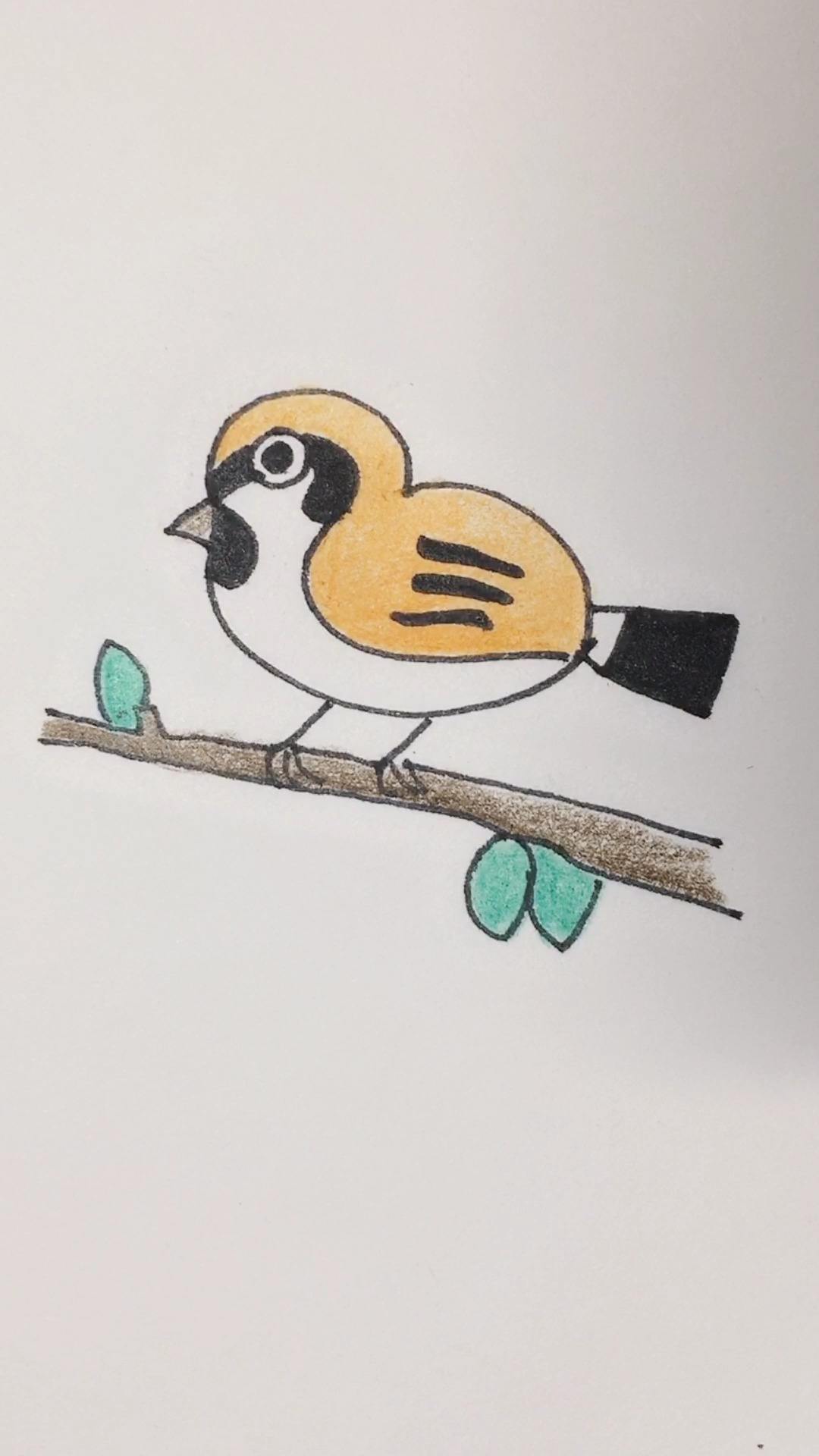 如何画画眉鸟简笔画