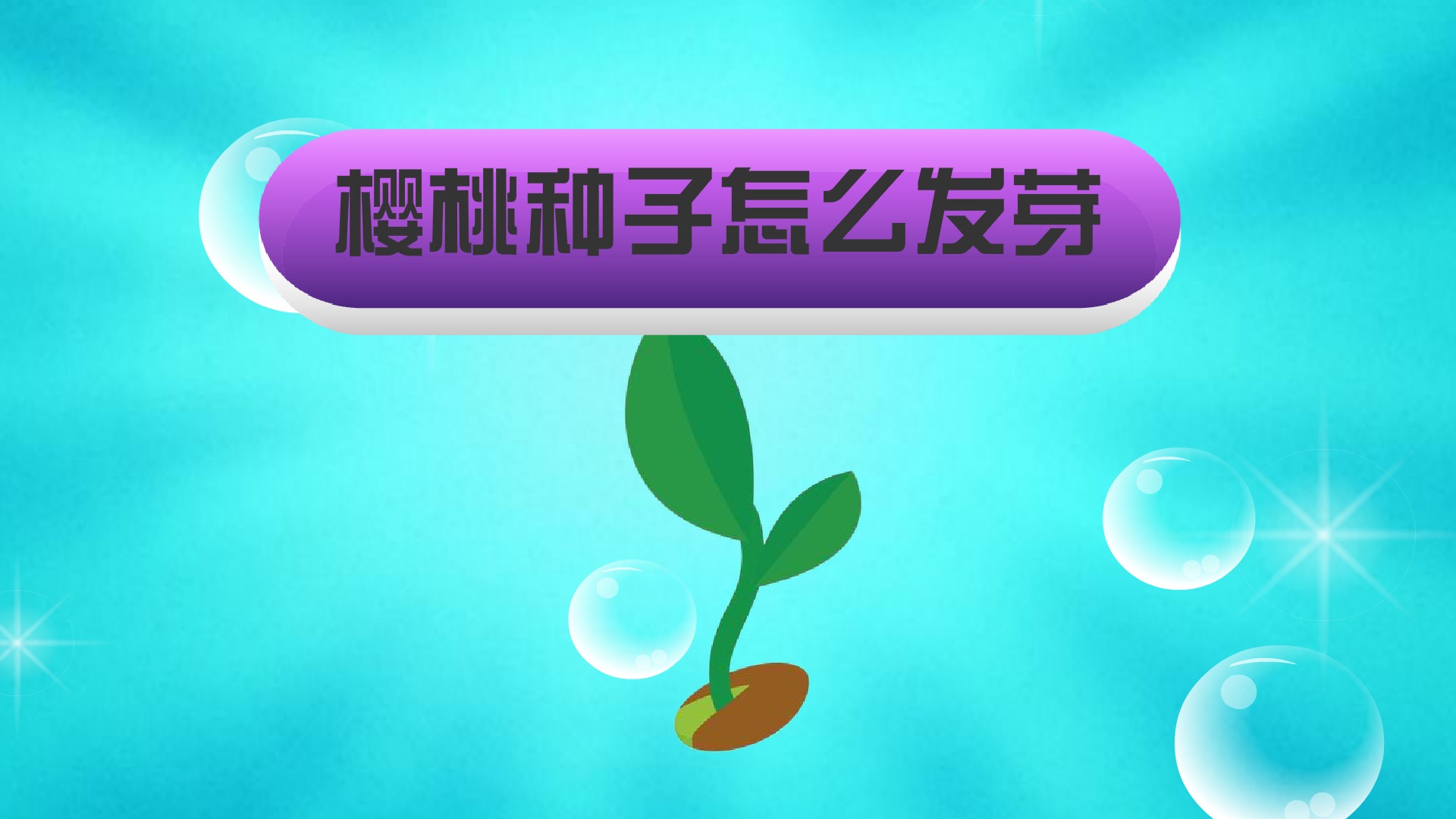 樱桃种子怎么发芽