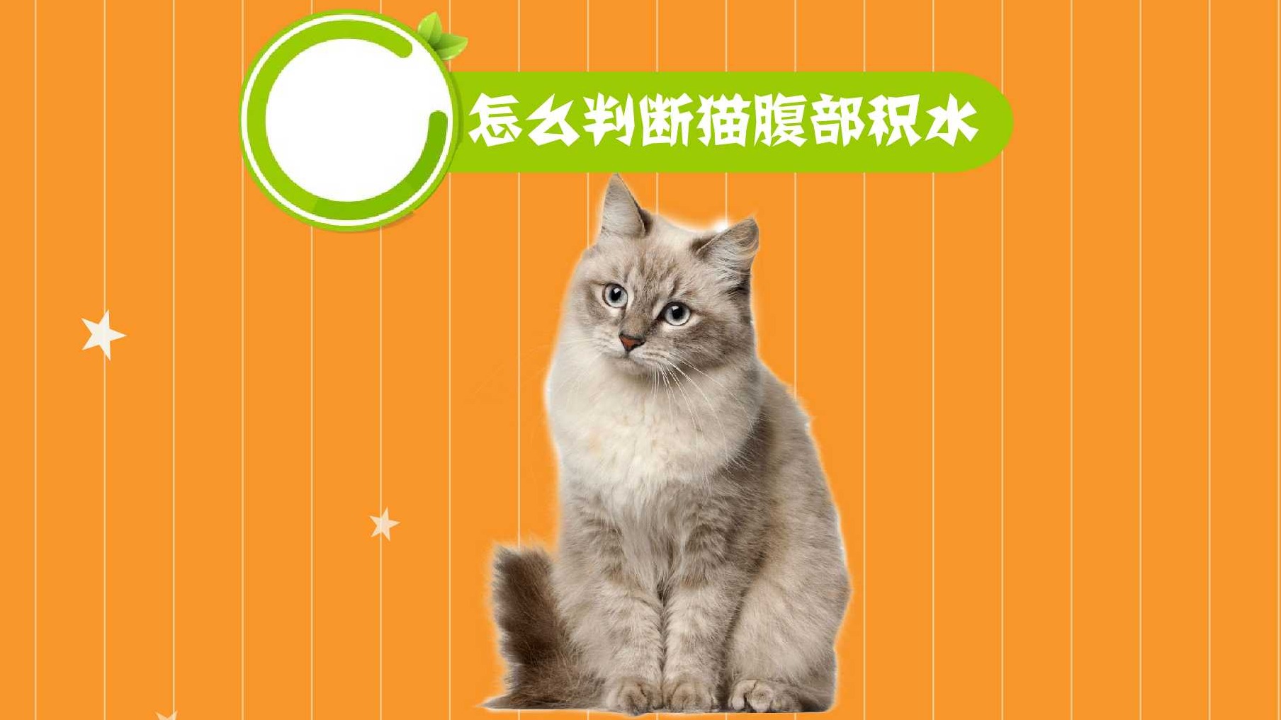 如何自行检查猫腹水-百度经验